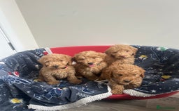 Cockapoo dogs for sale: 9 weeks old Cockapoo puppies  - Image 21