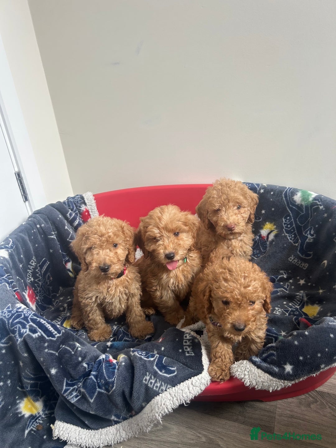 Cockapoo dogs for sale: 9 weeks old Cockapoo puppies  - Image 21