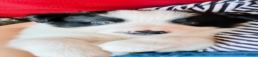 Border Collie Puppy 6