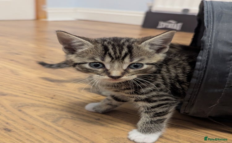 Domestic Shorthair cats - Advert 8