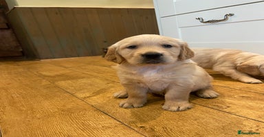 Golden Retriever dogs - Advert 9