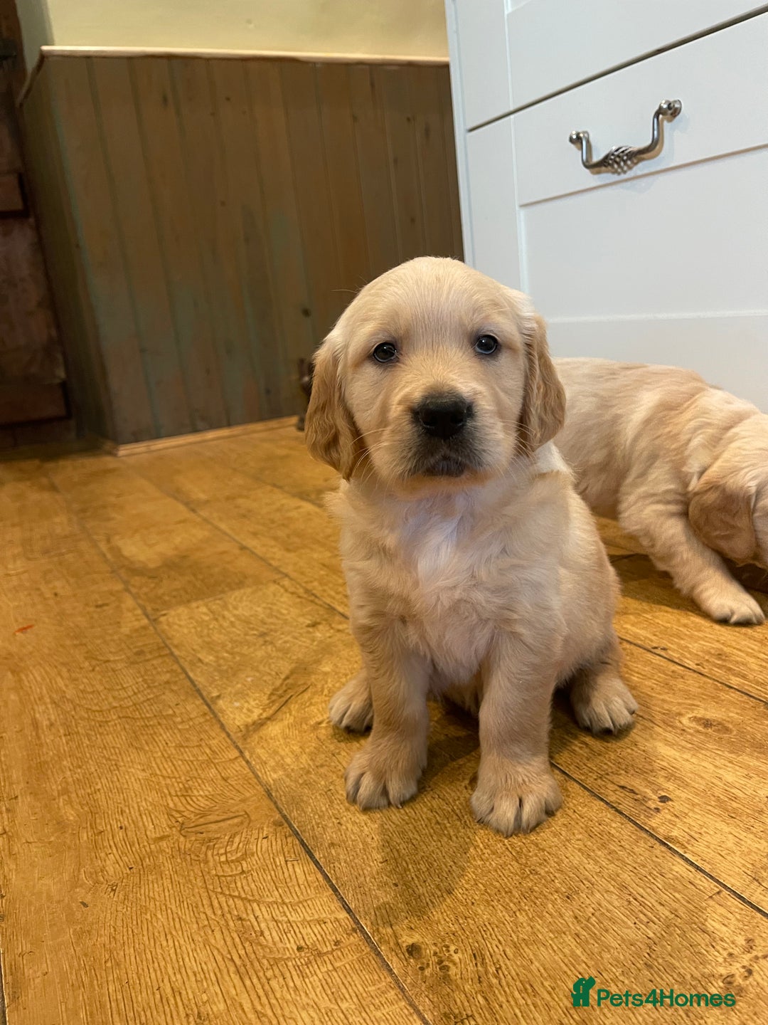 Golden Retriever dogs for sale: Beautiful litter of KC reg Golden Retriever pups  - Image 2