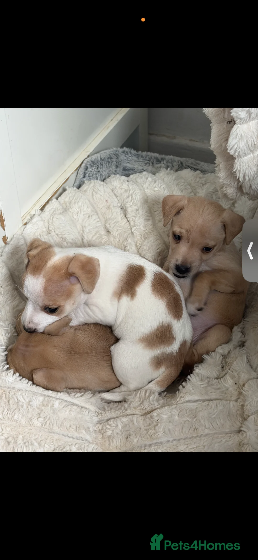 Patterjack dogs for sale: Patterjack puppies  - Advert 1