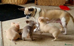 Chihuahua dogs for sale: Three Male Chihuahua Puppies - Image 3