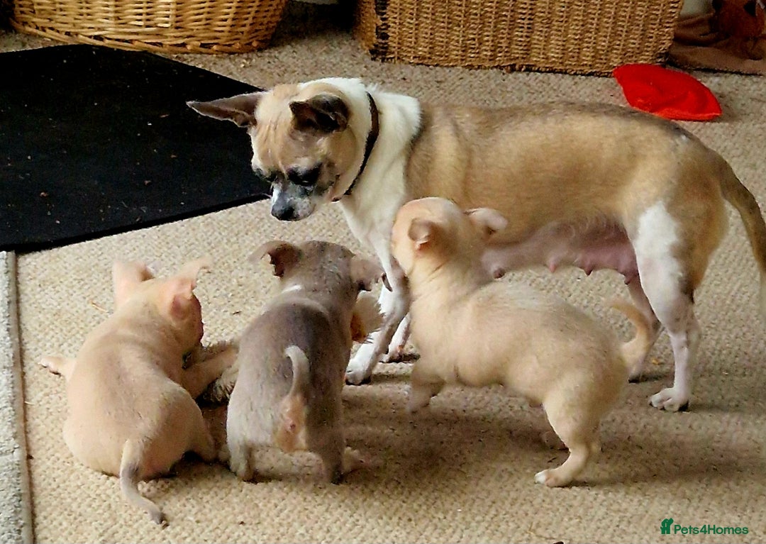 Chihuahua dogs for sale: Three Male Chihuahua Puppies - Image 3