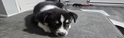 Mixed Breed dogs for sale: Staffie x Husky x Collie Puppies (4 Boys, 1 Girl) in Glasgow - Advert 32