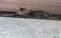 Ragdoll cats for sale: Ragdoll X bengals  - Image 9