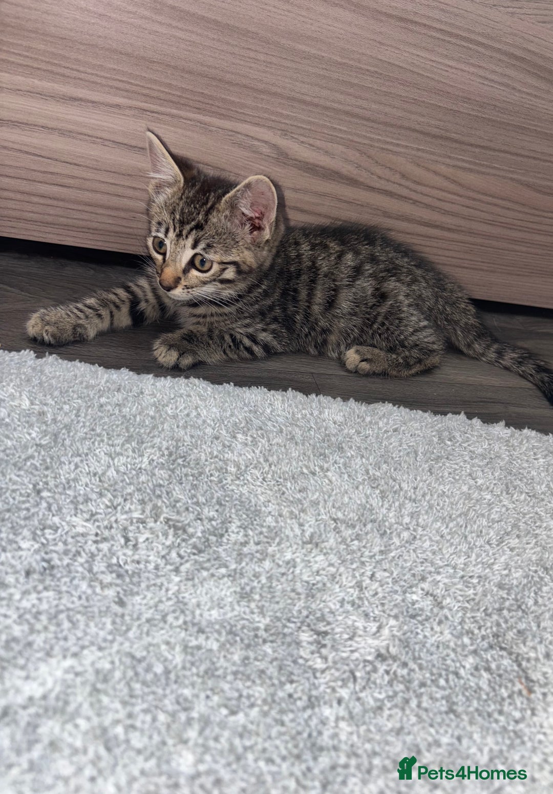 Ragdoll cats for sale: Ragdoll X bengals  - Image 9