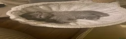 British Longhair cats for sale: 4 beautiful British Shorthair Kittens - Advert 9