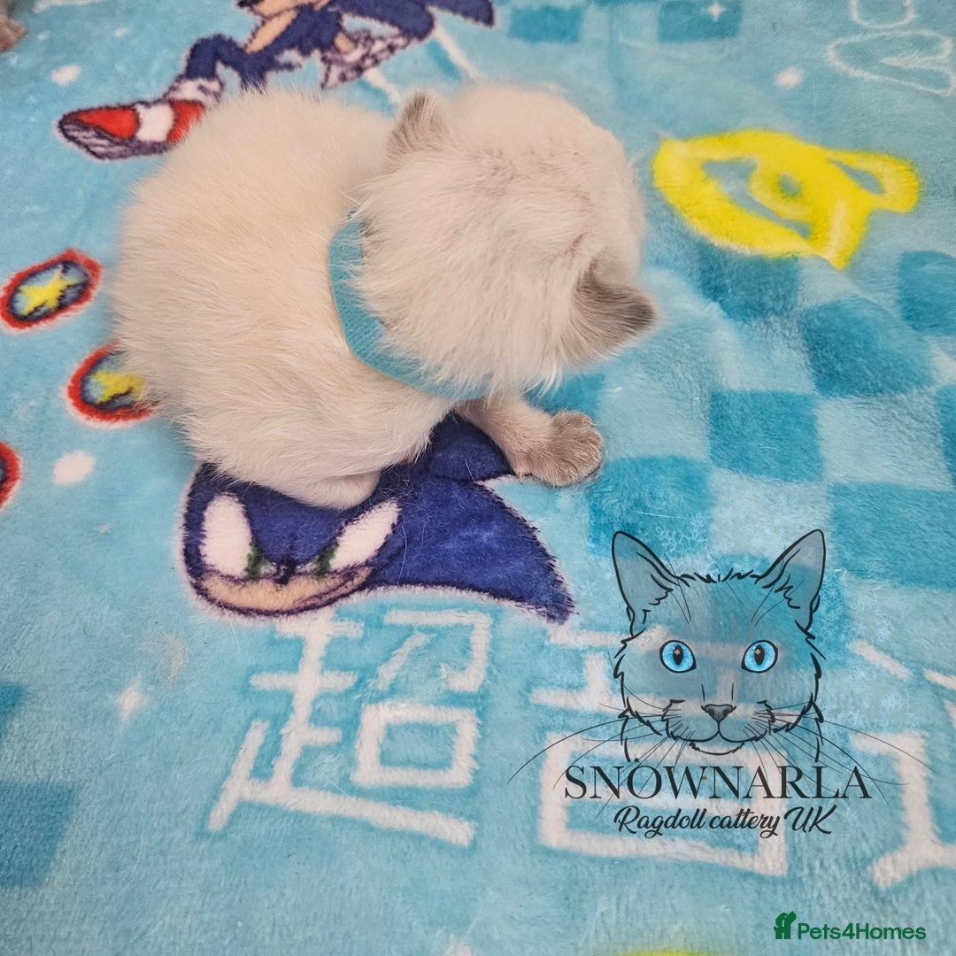 Ragdoll cats for sale: 5 Tica Boys Chocolate Point, Black Solid Mit,Blue  - Image 8