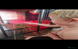 Cockapoo dogs for sale: Adorable red f1b toy cockapoos  - Advert 14