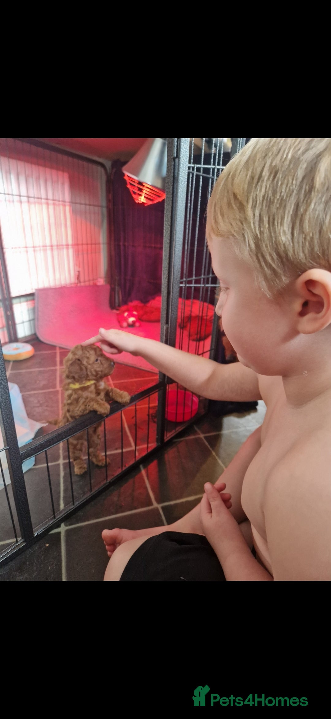 Cockapoo dogs for sale: Adorable red f1b toy cockapoos  - Advert 14