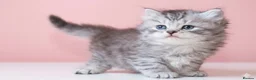 Scottish Fold cats for sale: Scottish fold and straight kittens 🐾🐾 - Advert 5