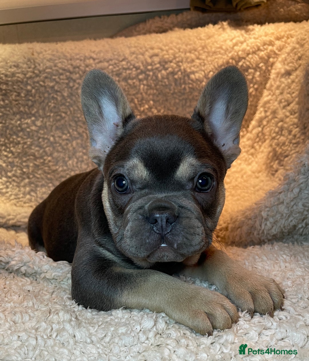 French Bulldog dogs for sale: Beautiful Fluffy Frenchie Pups - Advert 25