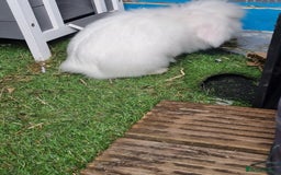 English Lop rabbits for sale: Mr snow ball - Image 7
