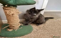 Maine Coon cats for sale: Stunning Maine Coon Kittens (Tica Registered)  in Colchester - Image 15