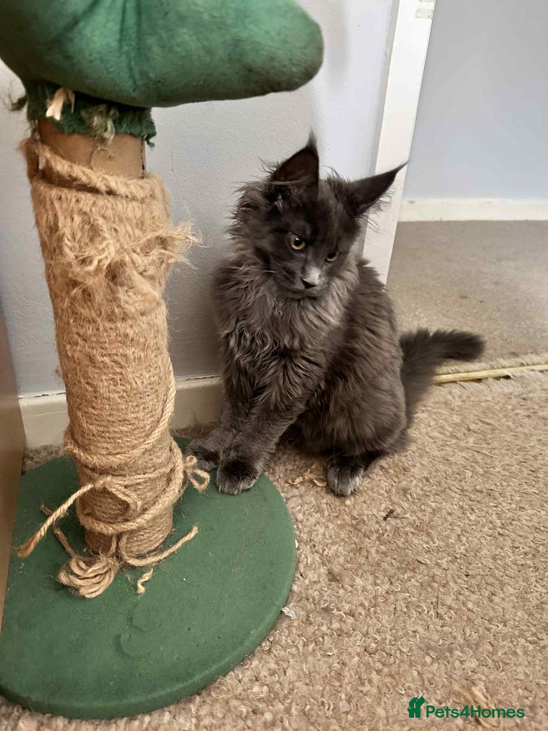 Maine Coon cats for sale: Stunning Maine Coon Kittens (Tica Registered)  in Colchester - Image 15