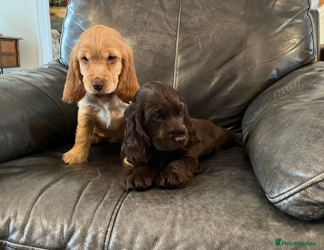 Cocker Spaniel dogs for sale: Health tested KC show type cocker 🐶 ⭐️  - Advert 7