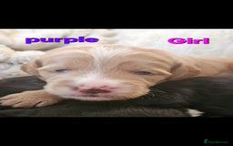 Mixed Breed dogs for sale: Cockapoo crossed lab - Image 2