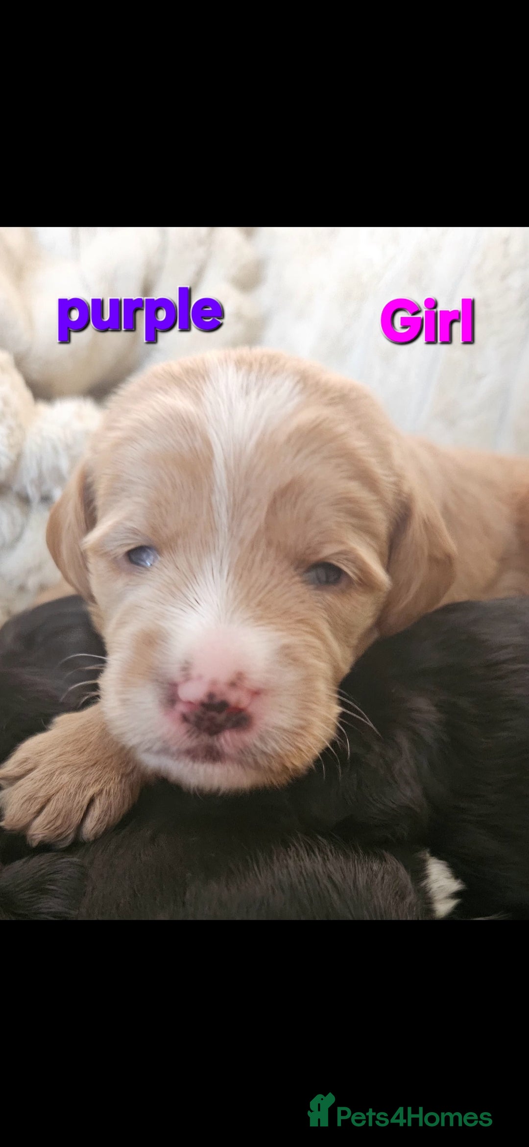 Mixed Breed dogs for sale: Cockapoo crossed lab - Image 2