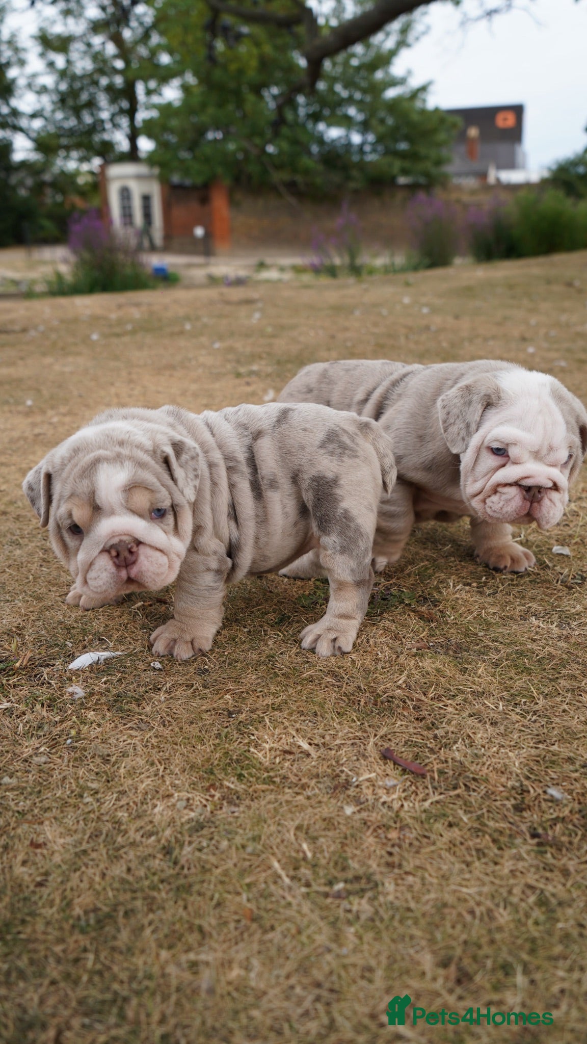 English Bulldog dogs 💎 English Bulldog Puppies!  2🌸- Girls Left 🏡  - Advert 5