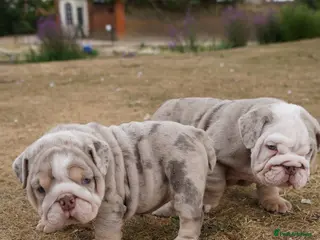 English Bulldog dogs 💎 English Bulldog Puppies! 2🌸- Girls Left 🏡 - Advert 5