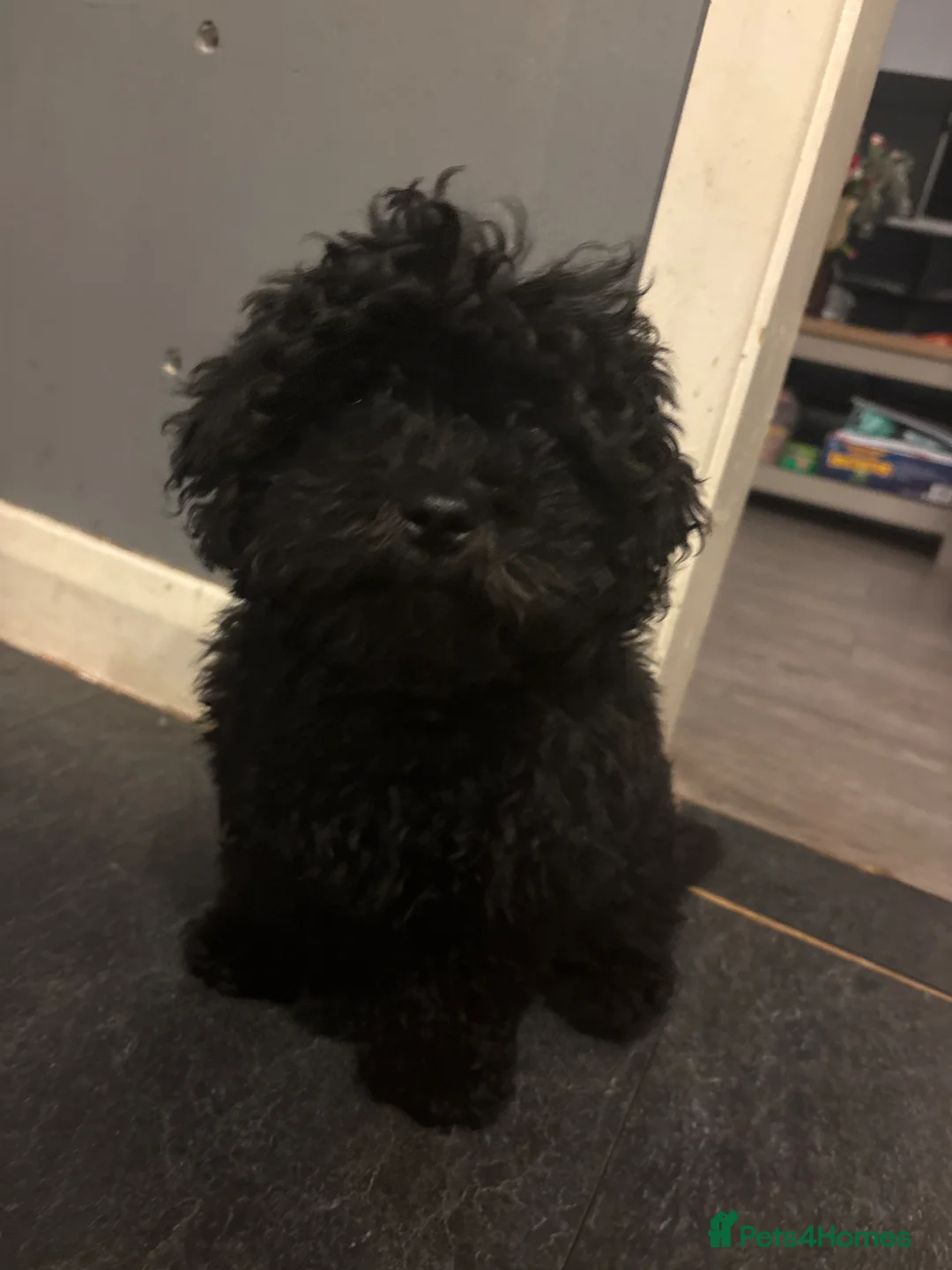 Mixed Breed dogs for sale: Multi-poo (teddy) - Advert 1