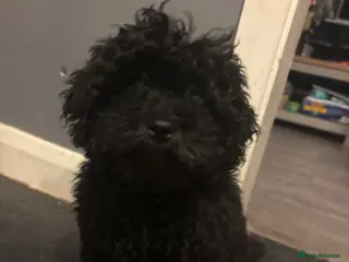 Mixed Breed dogs Multi-poo (teddy) - Advert 2