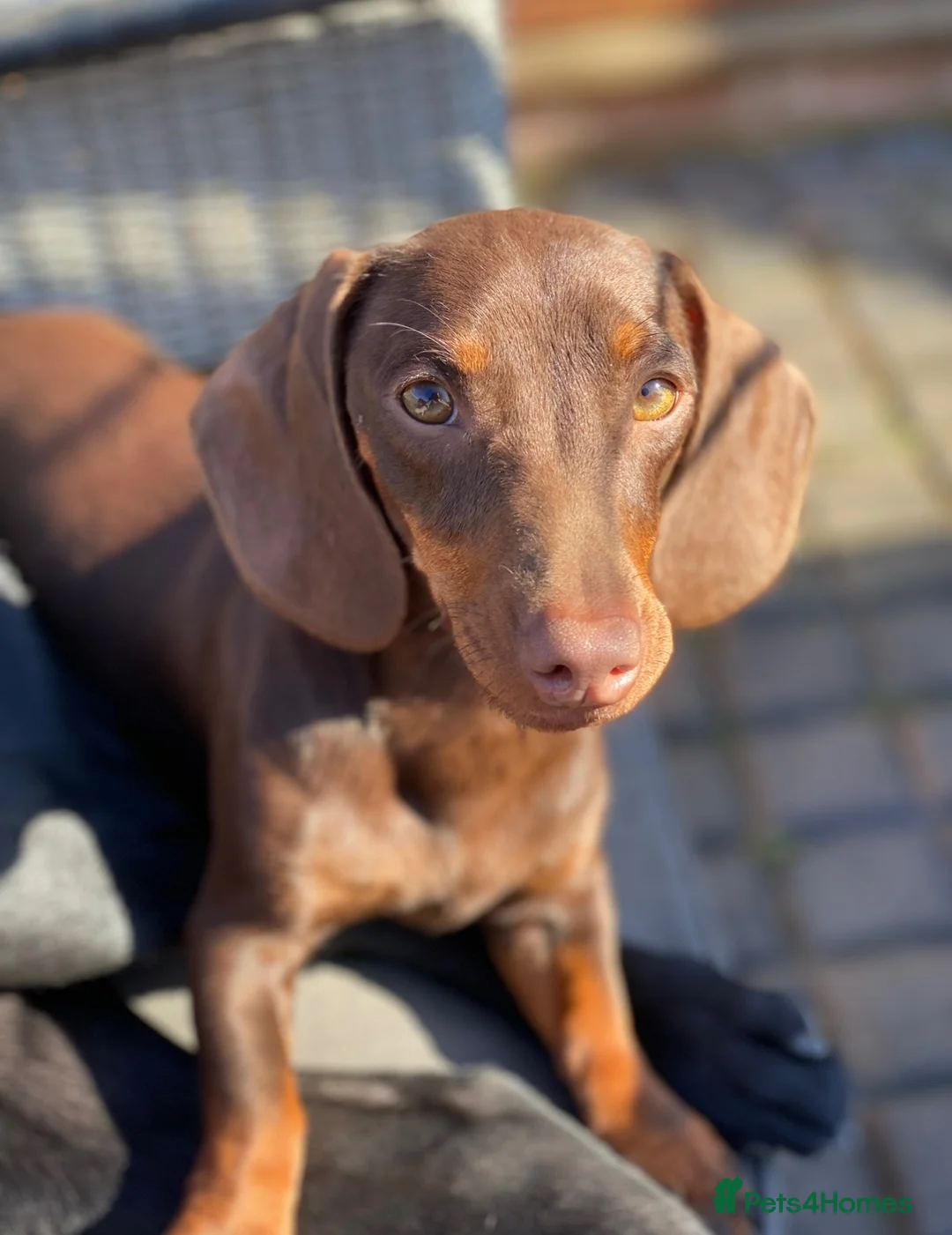 Miniature Dachshund dogs for sale: Beautiful Sisters looking for new home - Advert 1