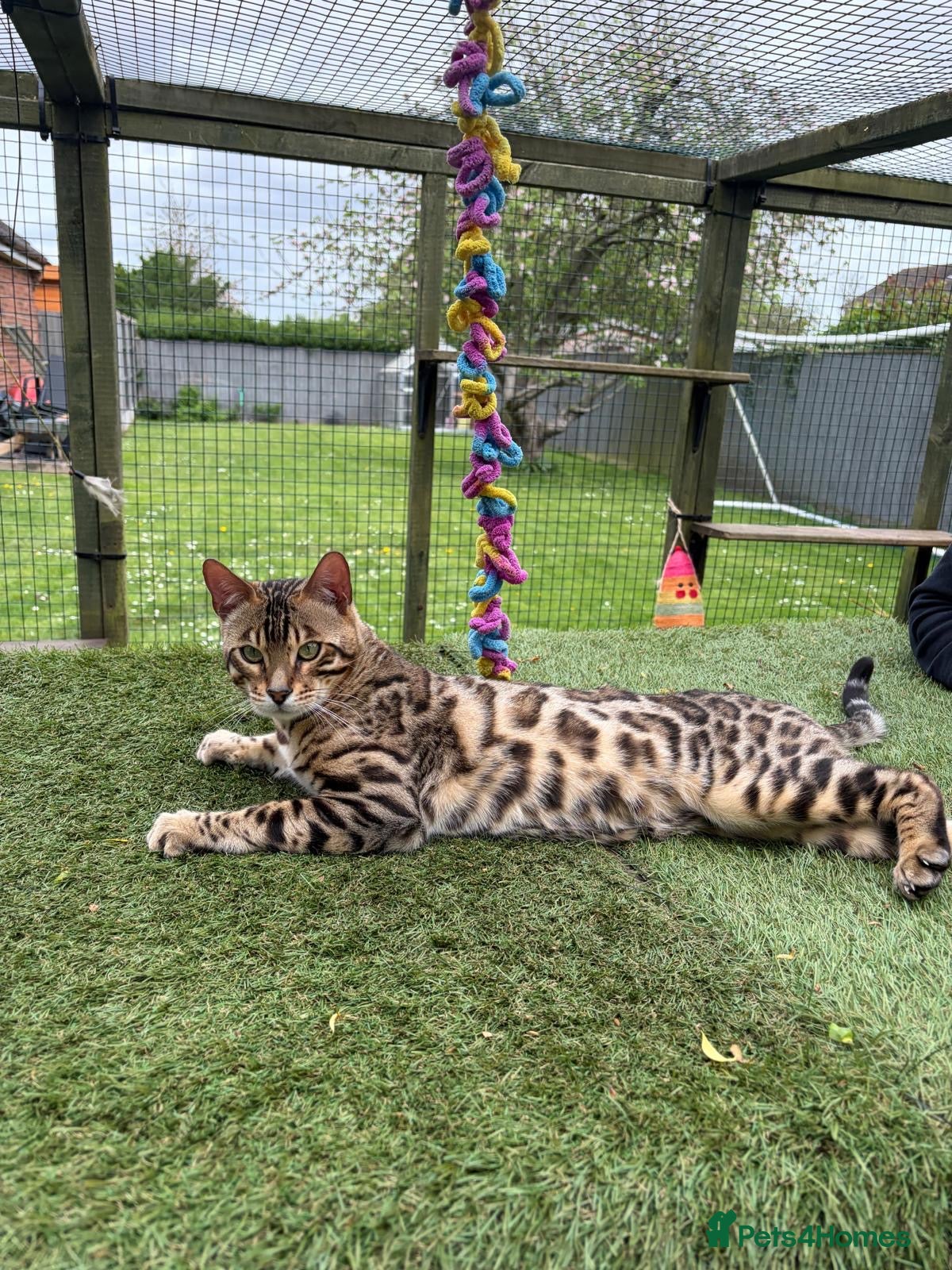 Bengal cats TICA Active Male Bengal health tested clear - Advert 2