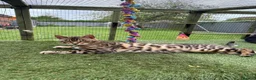 Bengal cats for sale: TICA Active Male Bengal health tested clear - Advert 2