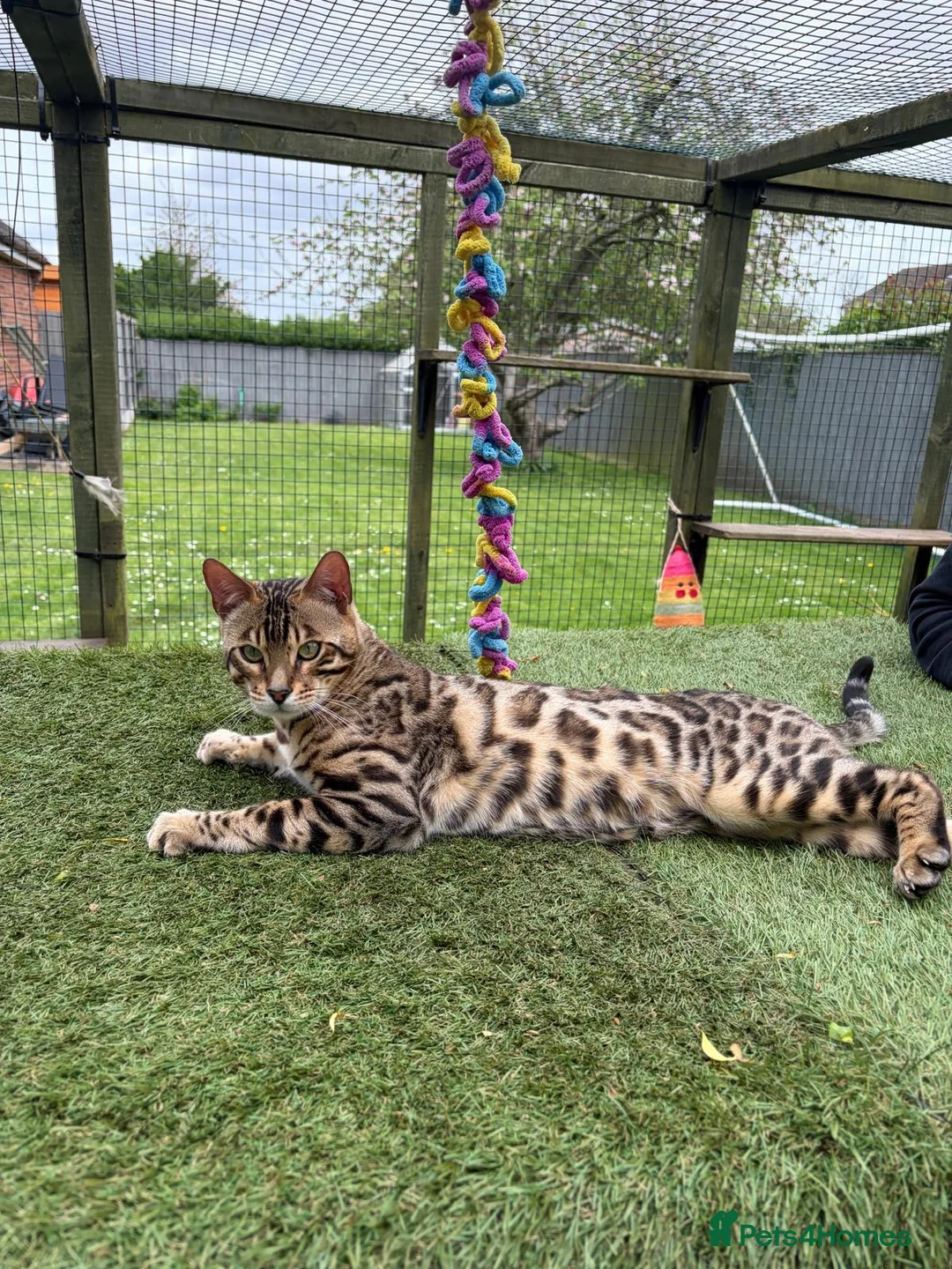 Bengal cats for sale: TICA Active Male Bengal health tested clear - Advert 2