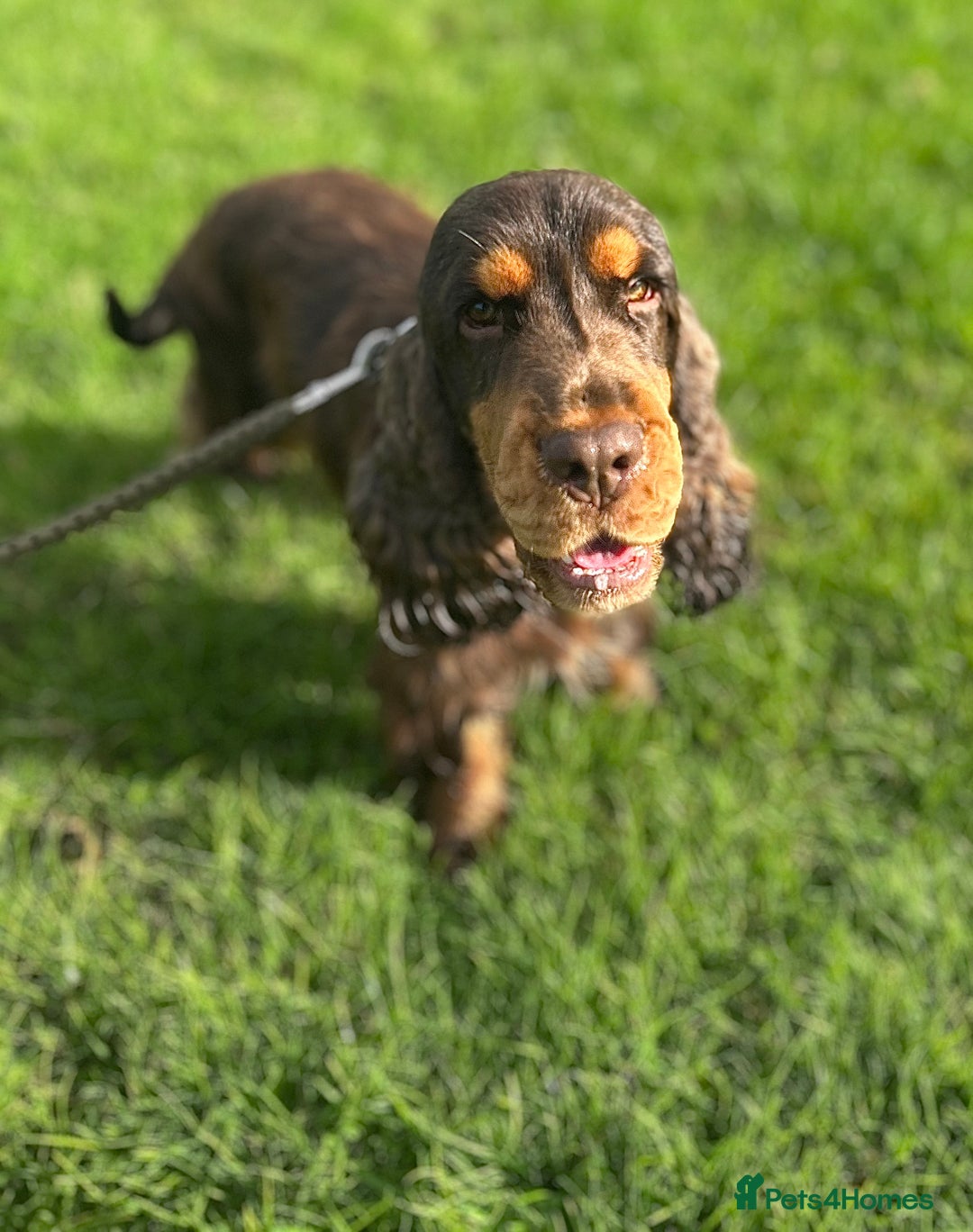 Cocker Spaniel dogs for stud: Chocolate and tan cocker stud  - Image 4
