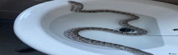Corn Snake reptiles for sale: female corn snake for good home only  - Advert 4