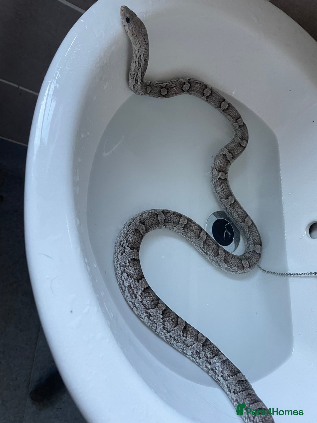 Corn Snake reptiles for sale: female corn snake for good home only  - Advert 4