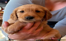 Golden Retriever dogs for sale: Gorgeous Working Type Golden Retriever Puppies  - Image 14