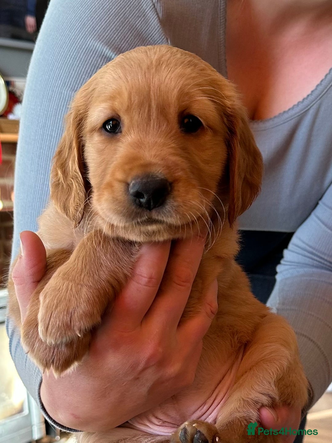 Golden Retriever dogs for sale: Gorgeous Working Type Golden Retriever Puppies  - Image 14