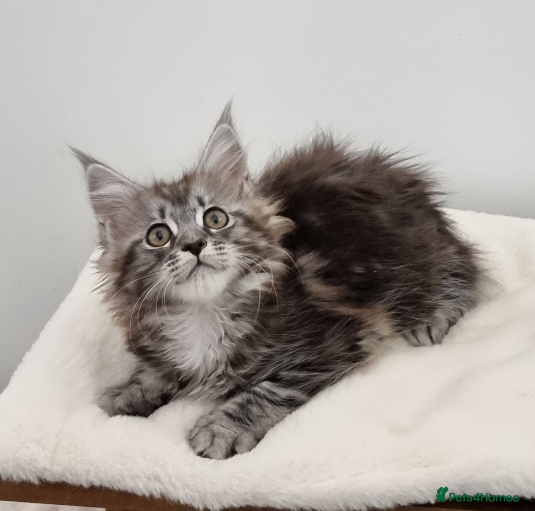Maine Coon cats for sale: Pedigree Maine Coon Kittens for sale  - Advert 9