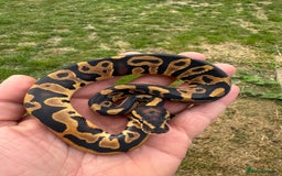 Python Snake reptiles for sale: Royal python hatchlings for sale  - Image 7