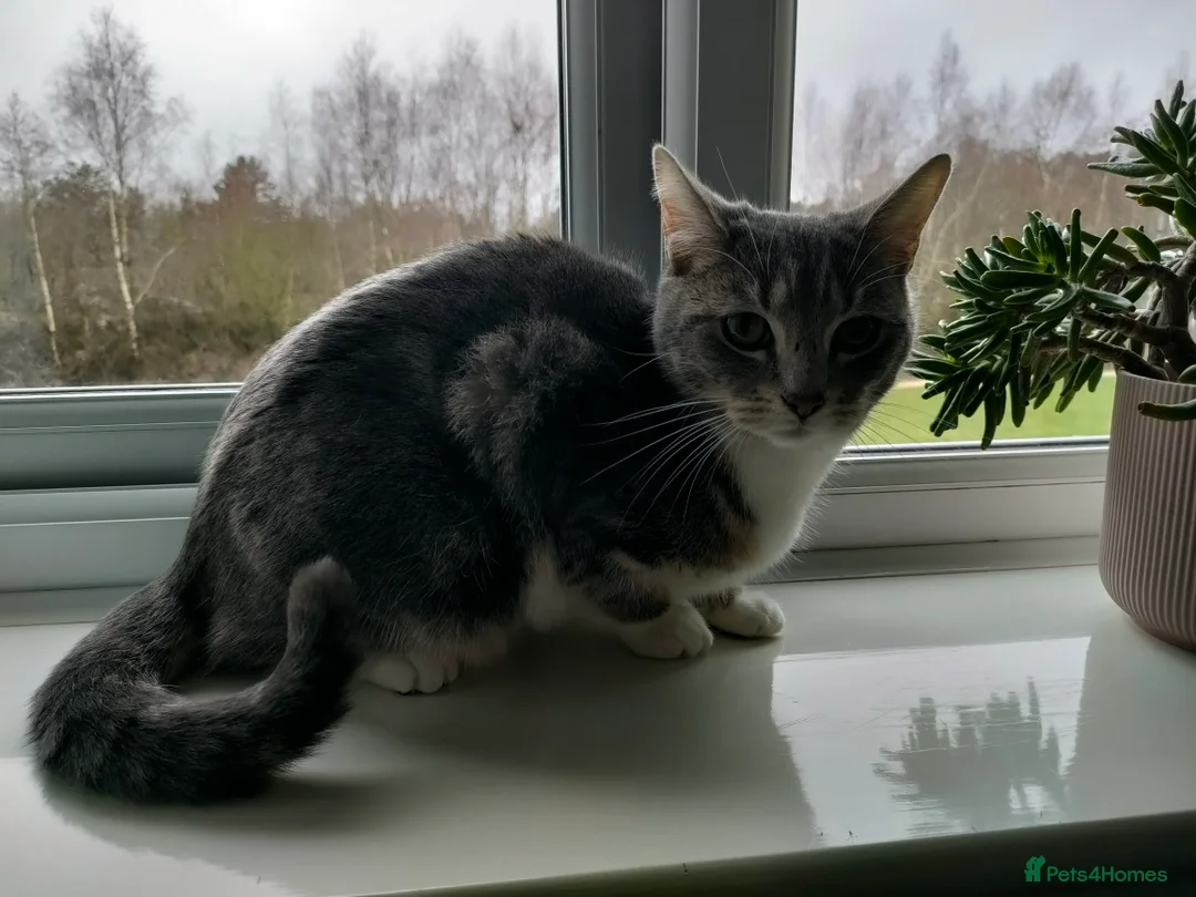 Mixed Breed cats for sale: Female Grey Tabby Kitten (10 months old) - Advert 4