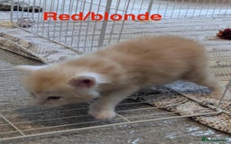 Maine Coon cats for sale: 3 beautiful Maine coon kittens  - Image 8