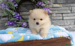 Pomeranian dogs for sale: Beautiful Champion Pomeranian Puppies – Ready Now - Image 6