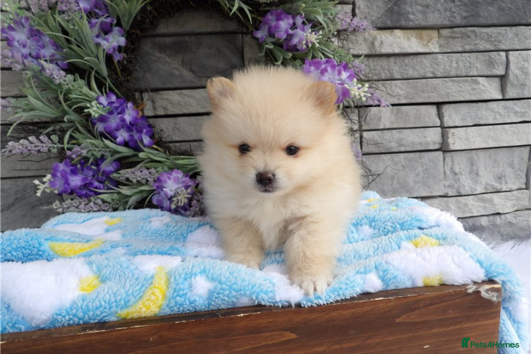 Pomeranian dogs for sale: Beautiful Champion Pomeranian Puppies – Ready Now - Image 6