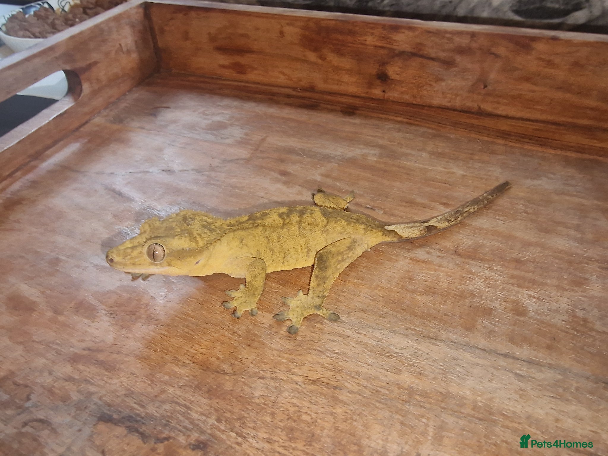 Gecko reptiles for sale: 8x Crested geckos/Full collection available!  - Advert 13
