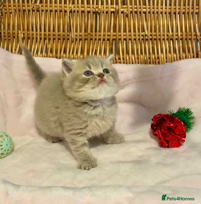 Scottish Fold cats 🧸😻CHAMPION LINE TICA ACTIVE SCOTTISH/BSH😻🧸 - Advert 14