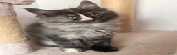 Maine Coon cats for sale: GCCF REGISTERED MAINE COONS  - Advert 8