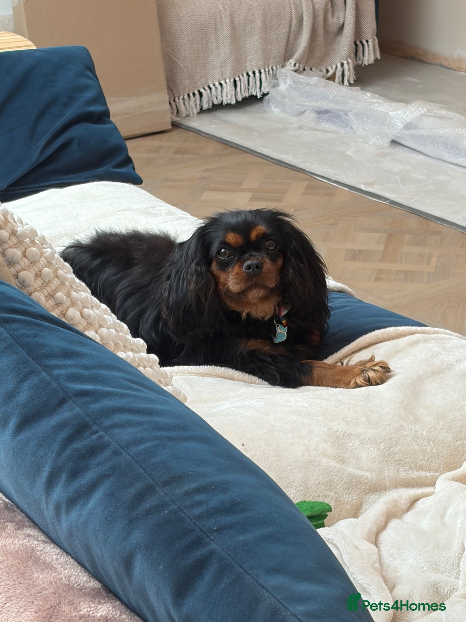 Cavalier King Charles Spaniel dogs Waiting list KC & extensively Health tested - Advert 13