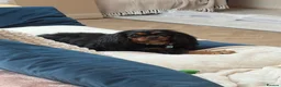 Cavalier King Charles Spaniel dogs for sale: Waiting list KC & extensively Health tested - Advert 1