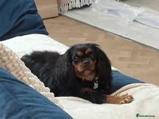 Cavalier King Charles Spaniel dogs 🧡One Ruby male KC & extensively Health tested - Advert 1