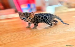 Bengal cats for sale: 1 Stunning Pedigree Bengal kitten - Image 3